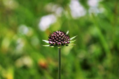 Close-up of flowering plant