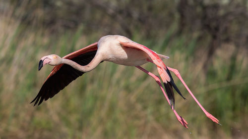 Close-up of bird flying