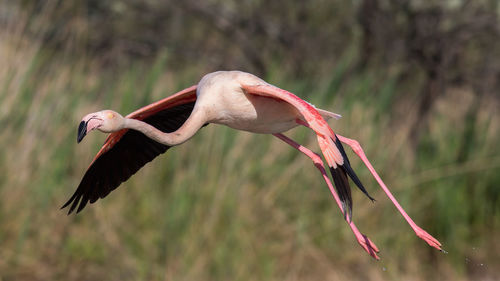 Close-up of flamingo flying against plants