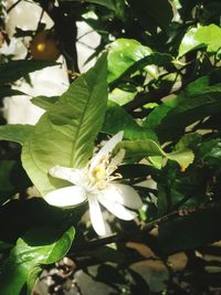 Close-up of white flowering plant