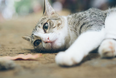 Close-up portrait of a cat