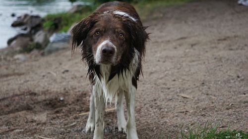 Close-up portrait of dog standing on field