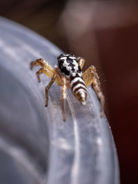 Close-up of spider