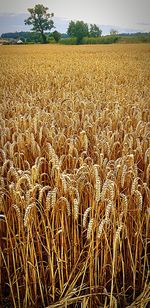 Crops growing on field against sky