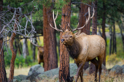 Deer in a forest