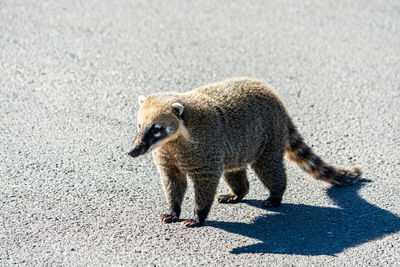 Side view of an animal walking on road