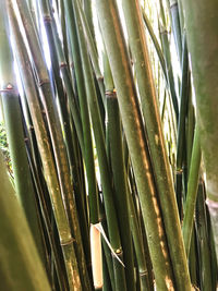 Full frame shot of bamboo plants