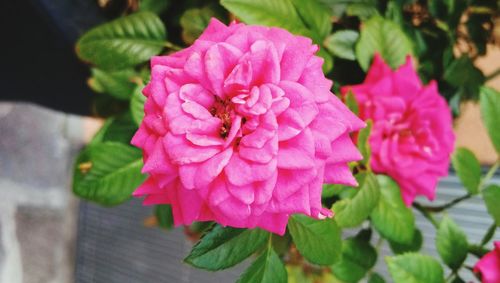 Close-up of pink rose blooming outdoors