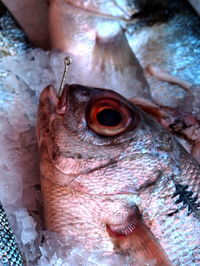 Close-up of dead fish