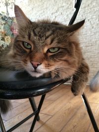 Portrait of cat on chair