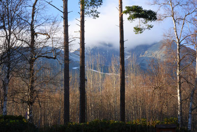 Bare trees in forest against sky