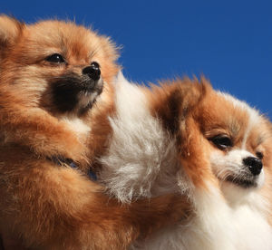 Close-up of two pomeranian dogs looking away