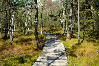 Footpath amidst trees in forest, in the black moor in the rhön, germany
