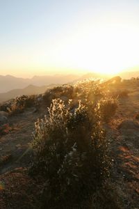 Scenic view of landscape during sunset
