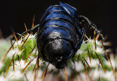 Close-up of insect on land