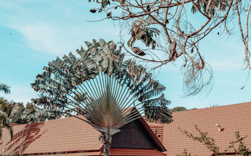 Low angle view of tree and building against sky