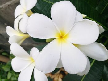 Close-up of frangipani blooming outdoors