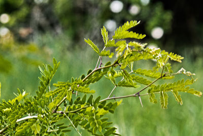 Close-up of leaves