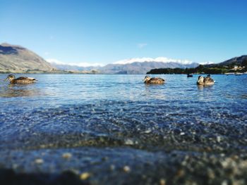 Scenic view of lake against blue sky