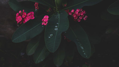 High angle view of pink flowering plant leaves