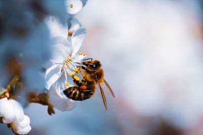 Honey bee collecting pollen from flowers isolated on blue background