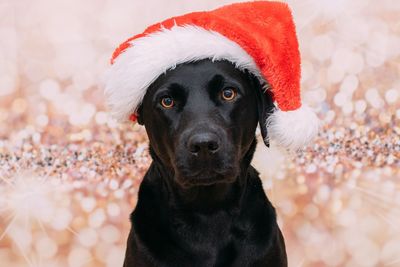 Close-up of dog wearing hat