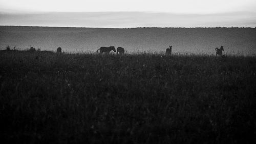 Horses grazing on field against sky