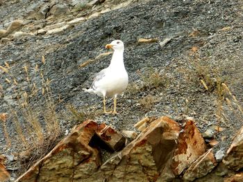 High angle view of bird perching on shore