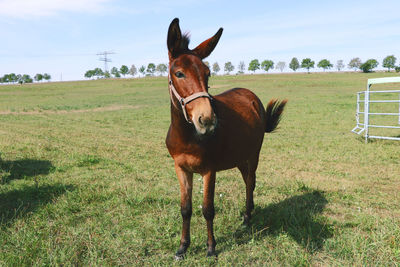 Horse standing in field