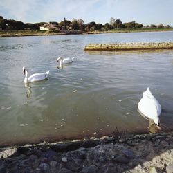 Swans swimming in lake