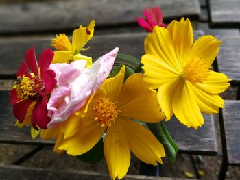 Close-up of fresh yellow flowers blooming outdoors