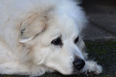 Close-up of dog resting