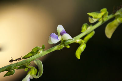 Close-up of purple flowering plant