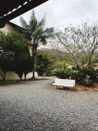 Empty bench by palm trees in park against sky