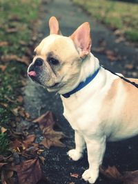 Close-up of dog looking away