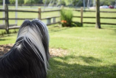 Close-up of a horse on field