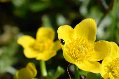 Close-up of insect on yellow flower