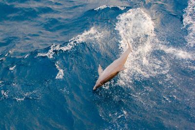 Fish swimming in sea