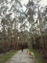 Dog standing on tree trunk