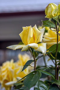 Close-up of yellow flowering plant