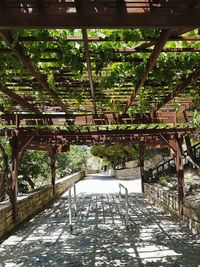 Chairs and trees
