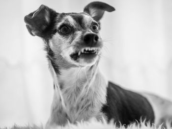 Close-up of a dog looking away