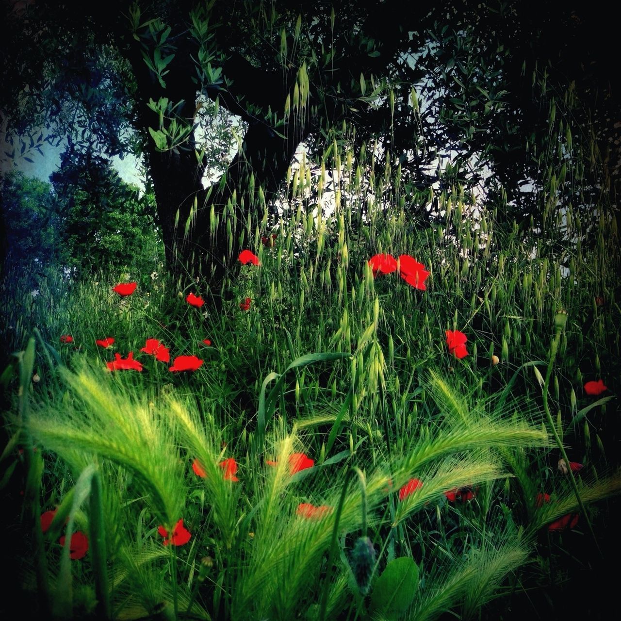 red, flower, growth, freshness, plant, beauty in nature, nature, fragility, green color, field, poppy, blooming, growing, leaf, petal, stem, flower head, no people, outdoors, tranquility