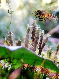 Close-up of bee pollinating flower
