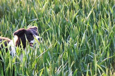 View of a dog on field