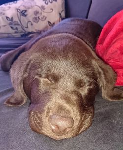 Close-up of dog sleeping on bed at home