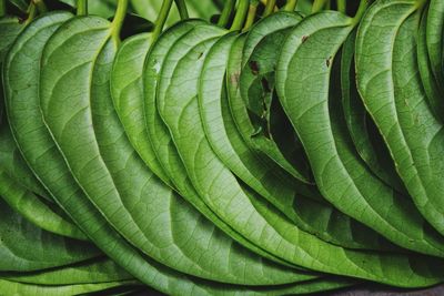 Full frame shot of leaves