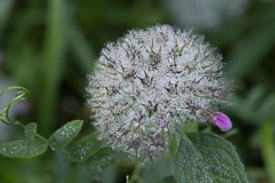 Close-up of purple flowering plant