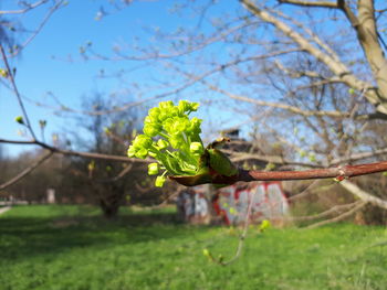 Close-up of fresh green flower plant against sky