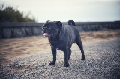 Dog standing on sand